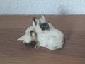 2 chats siamois Royal Doulton England