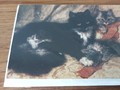 Carte pliante Chatte avec 3 chatons The Cats'Nap
