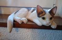 Chat couché pour le bord d'une étagère