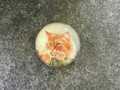 Magnet en verre chat VI