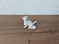 Miniature Chat blanc assis avec balle 
