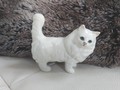 Chat blanc Beswick à poils longs