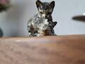 Miniature chat tigré avec chaton