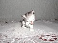 Petit chat qui fait sa toilette 2