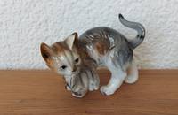 Chat tigré gris-brun avec chaton