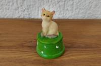Petite boîte verte chat beige assis
