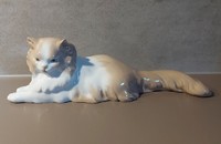 Chat Nao Liadro angora persan