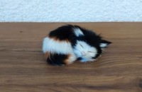 Chat en fourrure couché
