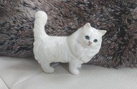 Chat blanc Beswick à poils longs