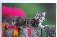 Carte pliante chaton tigré