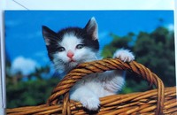 Carte pliante chaton blanc et noir