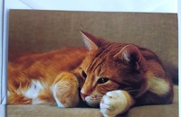 Carte pliante chat roux reveur