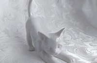 Chat blanc joueur