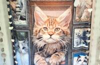 Couverture douce et légère avec magnifiques chats 