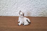 Petit chat blanc avec noir, couché