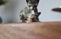 Miniature chat tigré avec chaton