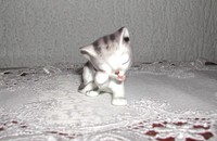 Petit chat qui fait sa toilette 2