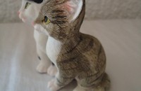 Couple de chatons assis I