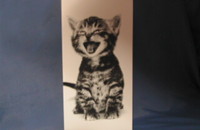 Carte "Chaton photogénique"