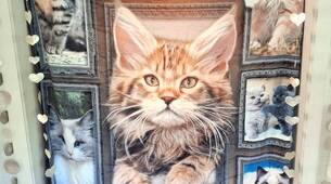 Couverture douce et légère avec magnifiques chats 