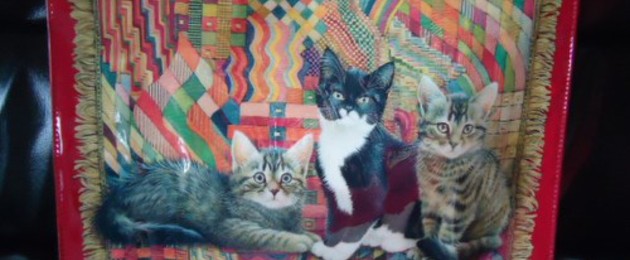 Sac rouge avec 3 adorables chatons